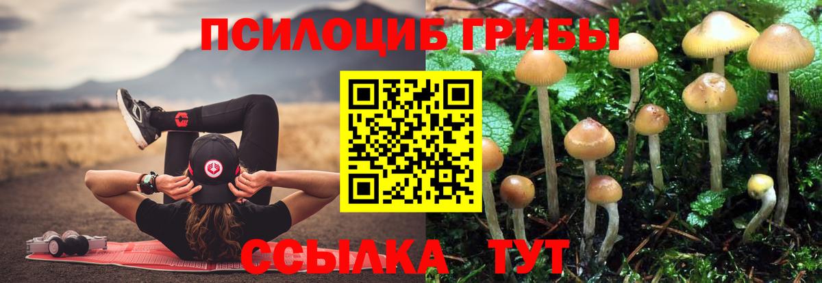 Псилоцибиновые грибы Psilocybine cubensis Ставрополь